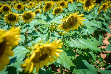 famland filled with sunflowers on sunny day