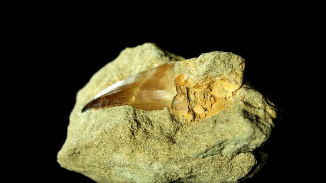 Fossil of a tooth of a mosasaur - marine reptile from mesozoic era.