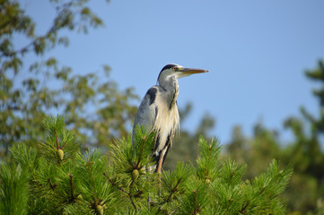 松の木の上にとまったアオサギ