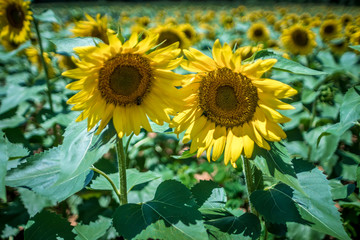 Naklejka premium famland filled with sunflowers on sunny day