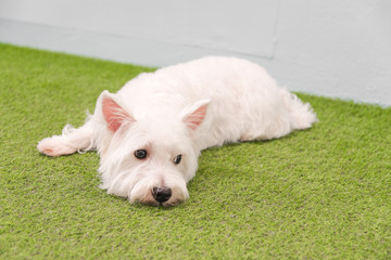 White terrier, westie highland dog