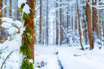 Brown and green mossy tree trunk in foreground with snow in a snowy forest with blue, cool tones and fluffy snow.