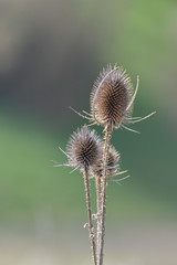 The plant with thorns in the fields.Thistle on a green background