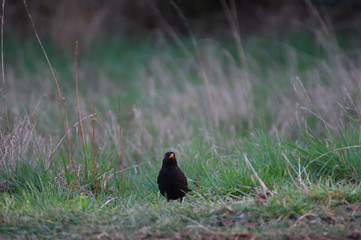 Crow on the grass.Bird of black in the field