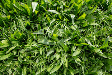 Environmental plantain and Italian ryegrass grown in a farm field for winter stock feed - obrazy, fototapety, plakaty