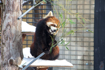 Snow red panda eating