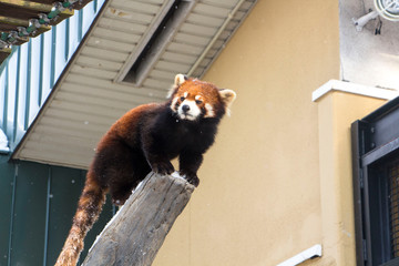 Red panda on a log