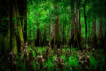 Obraz premium Looking into the swamp filled with trees in Congaree National Park
