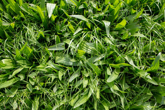 Environmental plantain and Italian ryegrass grown in a farm field for winter stock feed