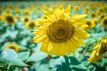 Obraz premium famland filled with sunflowers on sunny day