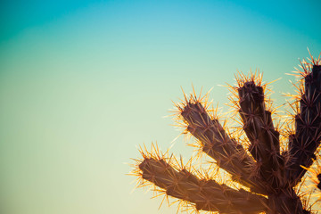 A silhouette of staghorn Cholla cactus with sunlight passing through the needles and a blurred...