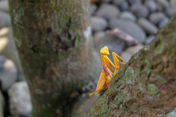 yellow mantis on the tree