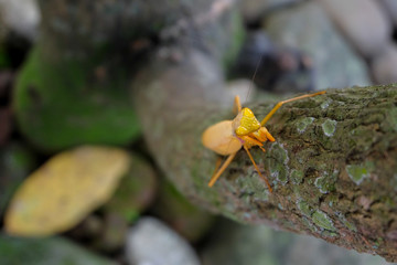 yellow mantis on the tree