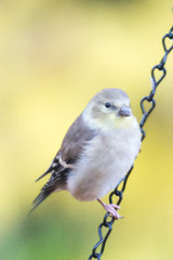 Black-capped Chickadee Feeding on Seed