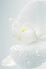 Fototapeta na wymiar Orchid close-up