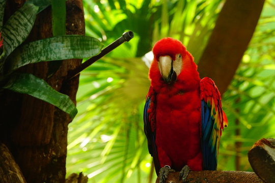 Guacamayo Escarlata o Ara Macao, ave de la selva tropical