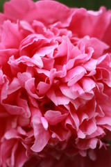 Cute and lovely peony. many layered petals. Bunch pale pink peonies flowers light gray background. Wallpaper