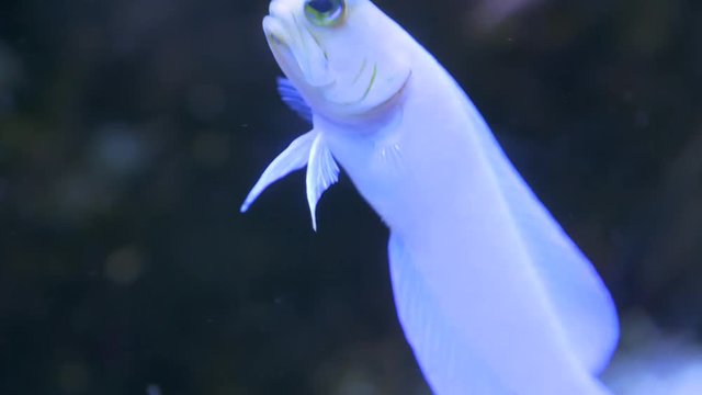Close up small white fish floating vertically. It opens and closes its mouth, and bobs up and down.