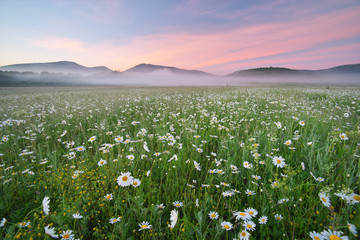 Fototapeta na wymiar Daisy meadow on foggy morning.