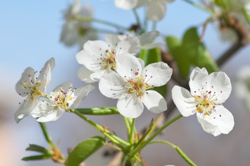 Spring flower and bud on tree.