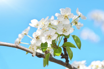 Spring flower and bud on tree.