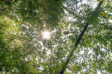 Selective focus low angle view of sun glimmering flares peeking through the fresh green bamboo trees leaves