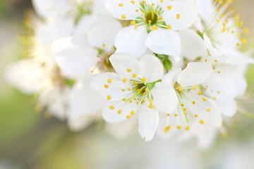 Spring flower on tree