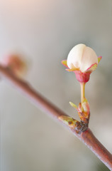 Macro of spring bud flower