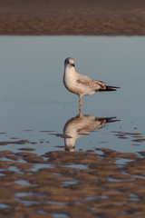 gull in tranquil water at beach with rippled sand and reflection in pool closeup