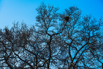 a nest in the leafless tree