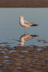 closeup of gull in serene water on beach with rippled sand and reflection lin water, peaceful