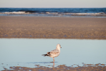 gull walking in peaceful tide poo; wirh rippled sand and wavy water ate beach, beautiful scene