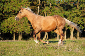 Obraz premium The warmblood palomino mare gallops on a wood edge in evening light