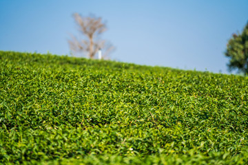 Selective focus close up row of organic green tea plant and leaves at tea plantation that growth in highland hill in the morning sunlight with blurred backgrounds.