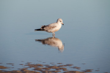 gull looking at reflection in serene water with a little bit of sand and a lot of peaceful beautiful water