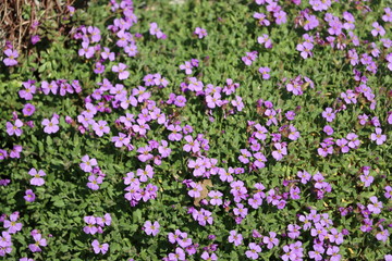 Aubretia Blaukissen Bodenbedecker im Frühling