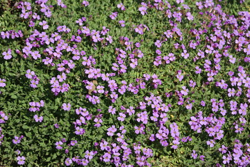 Aubretia Blaukissen Bodenbedecker im Frühling