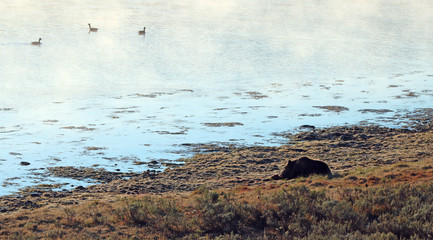 Grizzly bear feeding on elk carcass by the steaming Yellowstone river in morning light in Yellowstone National Park in Wyoming United States