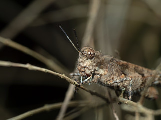 Macro Photo of Brown Grasshopper Camouflage on Twig
