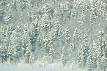 Corner of a polar snow-covered forest. Murmansk region, Russia