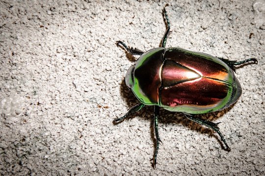 Escarabajo Costa Rica 