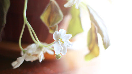 Fototapeta na wymiar Violet white flower in a pot