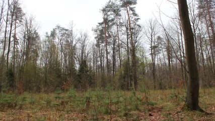 365 day time lapse of changing four seasons in a forest