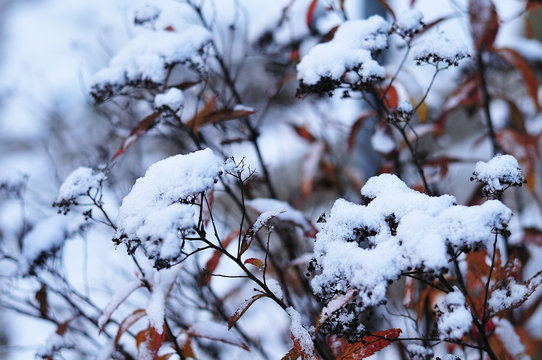 snow covered wilted japanese meadowsweet