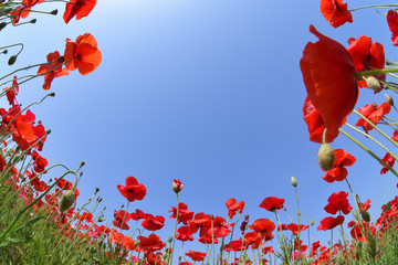 Obraz premium 天空のポピー