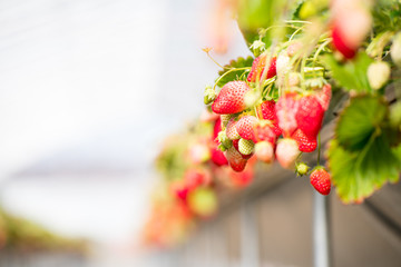Strawberry farm in spring