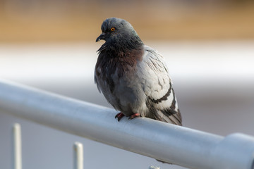 portrait of pigeon
