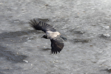 crow in flight