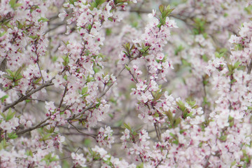 A small flower background image, Soft Spring Color Image, Spring in full bloom, images taken on a farm