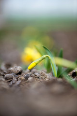 Blooming spring flowers daffodils in early spring garden - selective focus, copy space, vertical orientation